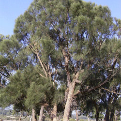 Allocasuarina tree